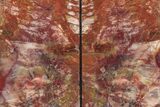 Tall, Arizona Petrified Wood Bookends - Red, Yellow and Purple #210846-2